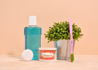 Human jaw, mouthwash, floss and a toothbrush. A fresh green plant in a metal pot.