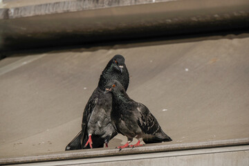 Pigeons cooing and the male is courting the female