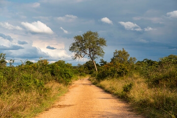 Fototapeta na wymiar African savannah, Game reserve like Kruger Park and the Serengeti, African bushveld and wilderness in South Africa, Kenya or Tanzania.