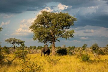 African savannah, Game reserve like Kruger Park and the Serengeti, African bushveld and wilderness...