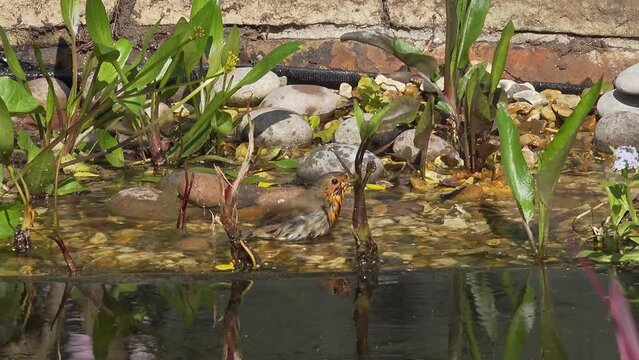 A robin takes a bath in an English garden pond in Spring
