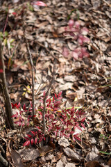 小さなナンテンと落葉