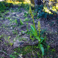 Orchis punctulata Stev. ex Lindl in the spring forest. Red Book of Israel