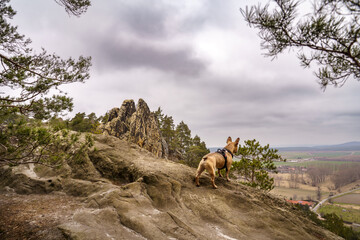 Eine französische Bulldogge genießt den Ausblick zu den mystischen Sandsteinfelsen des Hamburger...