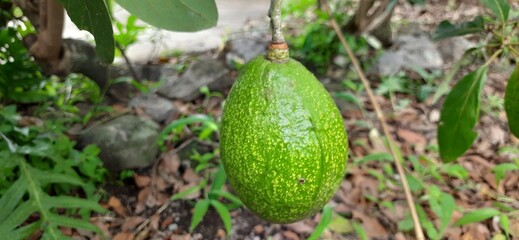 Avocado or Palta or Alpukat fruit plant on the tree trunk.Fresh ripe organic avocado. Tree in a garden. Selective focus