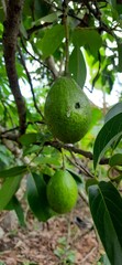 Avocado or Palta or Alpukat fruit plant on the tree trunk.Fresh ripe organic avocado. Tree in a garden. Selective focus