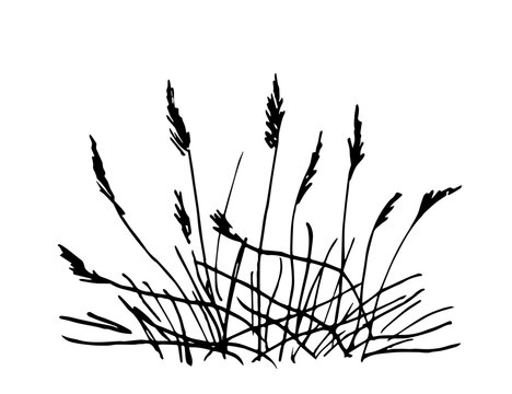 Simple vector ink sketch. Bush of dry grass, reeds. Wild plants of rivers and lakes. Nature and landscape. Duck hunting, fishing.