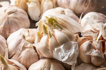 Close up view of sprouted dry garlic, healthy food ingredient, agricultural food harvest
- 738012653