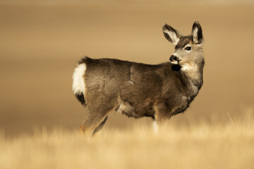 Mule deer portrait