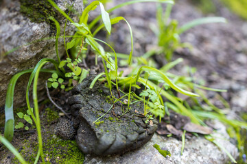 Grass and plants growing from horse waste. Winter in Israel