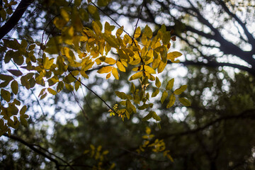 Pistacia terebinthus also called the terebinth and the turpentine tree, is a deciduous shrub species of the genus Pistacia, native to the Mediterranean region
