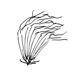 Simple hand drawn vector sketch in ink. Feather bush, dry grass. Plants of steppes and prairies. Landscape and nature.