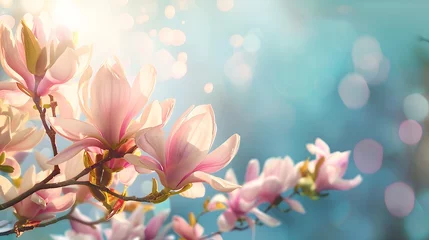 Poster flowering magnolia blossom on sunny spring background, close-up of beautiful springtime flora, floral easter background concept with copy space © Ziyan