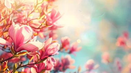 Rolgordijnen flowering magnolia blossom on sunny spring background, close-up of beautiful springtime flora, floral easter background concept with copy space © Ziyan