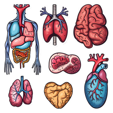 3d Human Organs set sticker style over transparent background - Ai generated