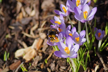 the first crocuses of the year in february 2024 and a bumblebee
