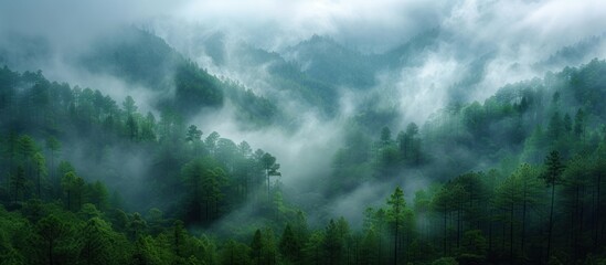 Amazing wild nature view of layer of mountain forest