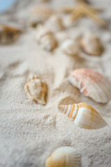 Beautiful seashells and starfish on the white sand beach. Summer holidays travel concept