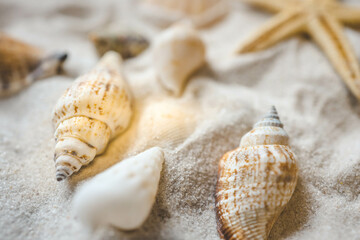 Beautiful seashells and starfish on the white sand beach. Summer holidays travel concept