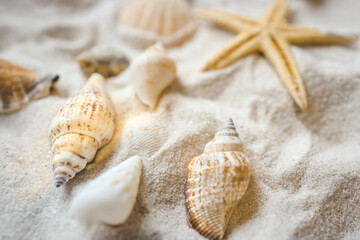 Beautiful seashells and starfish on the white sand beach. Summer holidays travel concept