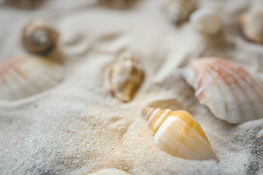 Beautiful seashells and starfish on the white sand beach. Summer holidays travel concept