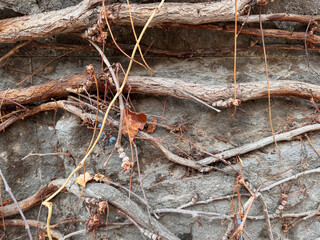 Weathered Vine Branches with Berries on Stone