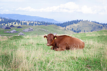 happy brown alpine cows are resting under the spring sun on a green lawn by the authentic slovenian village