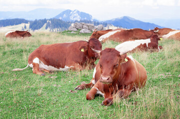 happy brown alpine cows are resting under the spring sun on a green lawn by the authentic slovenian village