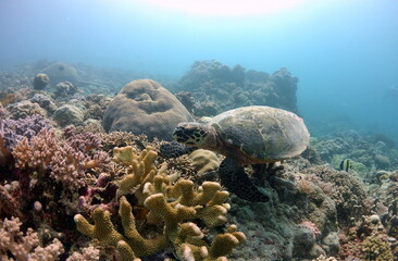 Naklejka na ściany i meble Turtle having a look th the coral reef in palau. With Sun in the back and stagehorn coral in the front of the photo.