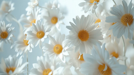 A stunning bouquet of chamomile daisy flowers displayed in a minimalistic still life setting