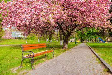 uzhgorod, ukraine - 26 apr 2015: masaryk square in spring. sakura tree in full blossom. wooden bench near the paved footpath under the pink cherry blossom on a sunny day