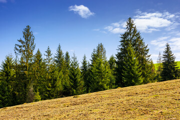 fir forest on the hill on a sunny day. weathered grass on the meadow in spring