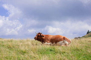 happy brown alpine cows are resting under the spring sun on a green lawn by the authentic slovenian village