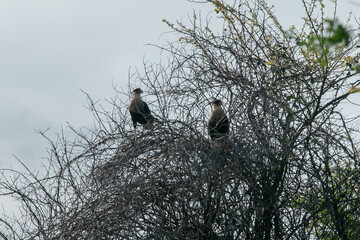 caracara plancus cheriway en autlan de navarro jalisco