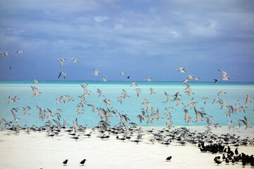 Thousand birds starting to fly at a white sand beach with crystal clear turqouise water in the backround and some clouds at the sky