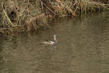 spatula discors, cerceta aliazul o pato de alas azules en autlan de navarro jalisco mexico