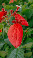 Close up of the bright red flower of the Ashanti blood, Red Flag Bush and Tropical Dogwood scientific name Mussaenda Erythrophilla in Surabaya, East java.