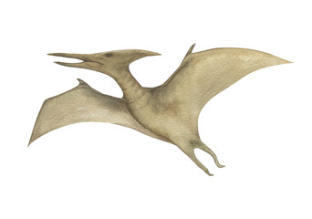 Watercolor illustration of a dinosaur pterodactyl, watercolor texture, handmade, isolated. For children's room decor, poster, invitation © dakora