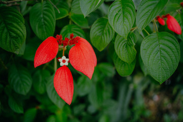 Close up of the bright red flower of the Ashanti blood, Red Flag Bush and Tropical Dogwood...