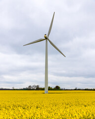 Windmill in rapeseed