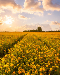 Marigold flowers in sunlight