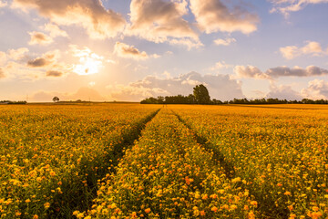 Marigold flowers in sunlight