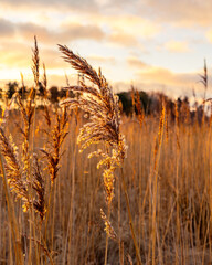 Grain in sunlight