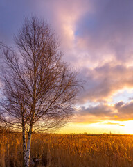 Sunset and a tree