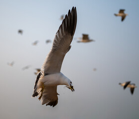 Low angle view of black-tailed gull flying against sky