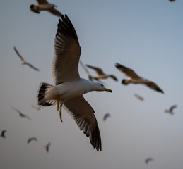Low angle view of black-tailed gull flying against sky