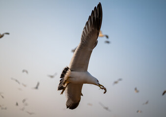 Low angle view of black-tailed gull flying against sky