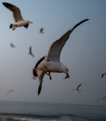Low angle view of black-tailed gull flying against sky