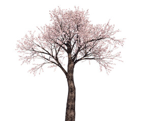 Fototapeta premium 桜の木_3Dイラスト_1