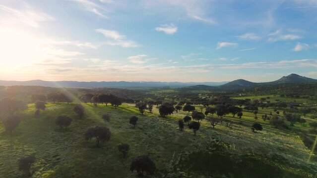 Aerial view of the grazing land of Extremadura in Alburquerque, Badajoz.